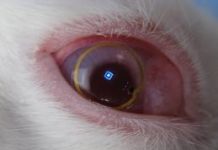 Big step forward for safety of bionic contact lenses
