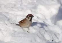 Little bird flying south for the winter Little bird flying south for the winter