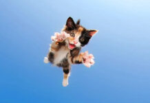 Pastor and family get a new kitten… The Pastor kitten gift for Johnny